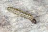 Eudonia sp.
